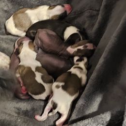 Chinese Crested Puppies from Andrews Chinese Crested