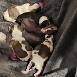 Chinese Crested Puppies from Andrews Chinese Crested