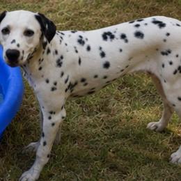Dalmatian puppies from Texas Legacy Dalmatians