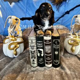 Dachshund Puppies from M.H.P Dachshunds