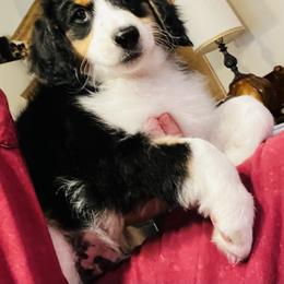 Golden Aussiedoodle Puppies from Wild Rose Tiny Poodles & Doodles