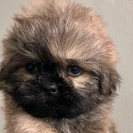 Jeffs Boy 1 - Black gold and silver male Shih Tzu puppy in Marion County, Tennessee from Jenkins Puppy Paradise