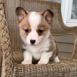 Ladybug - Sable female Pembroke Welsh Corgi puppy in Arcanum, Ohio from Weissway Corgis