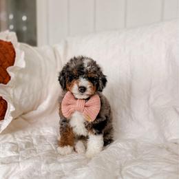 Bataan - Tri-color male Bernedoodle puppy in Cold Spring, Minnesota from A.N.A. Doodles