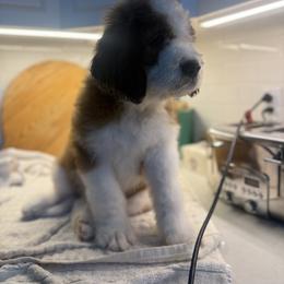 Saint Berdoodle Puppies from Country Manor Saint Berdoodles
