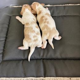 Baby - Piebald male Dachshund puppy in Ft Dodge, Iowa from Secret Reality