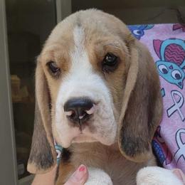 Afghan Hounds and Beagles from Country Meadows Hounds