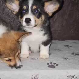 Labrador Retriever and Pembroke Welsh Corgi Puppies from Moonlight Kennels