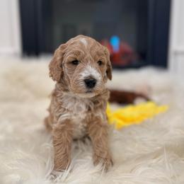 Sully - Apricot male Goldendoodle puppy in Nortonville, Kentucky from Deb’s KY Doodles