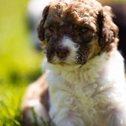 Bernedoodle, Saint Berdoodle, and Sheepadoodle Puppies from Yankee Doodle Puppies