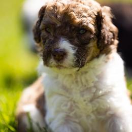 Bernedoodle, Saint Berdoodle, and Sheepadoodle Puppies from Yankee Doodle Puppies
