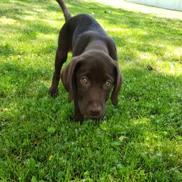 Labrador Retriever Puppies from Semper Fido Labradors