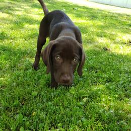 Labrador Retriever Puppies from Semper Fido Labradors