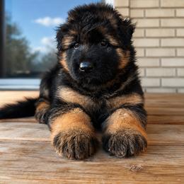 Rambo - Black and red male German Shepherd puppy in Herriman, Utah from VMS Shepherds