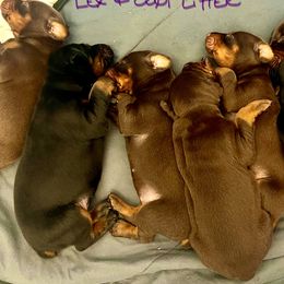 Doberman Pinscher Puppies from Rangewood Kennel