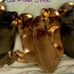 Doberman Pinscher Puppies from Rangewood Kennel
