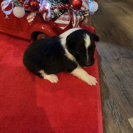 Bi Black Male 2 - White and black male Shetland Sheepdog puppy in Tuscumbia, Alabama from Agee's World of Shelties