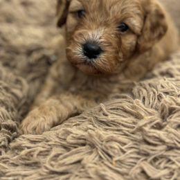 Cavachon, Cavalier King Charles Spaniel, and Cavapoo Puppies from LierChonPoo