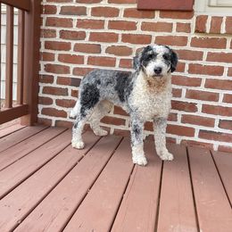 Willow - Bernedoodle