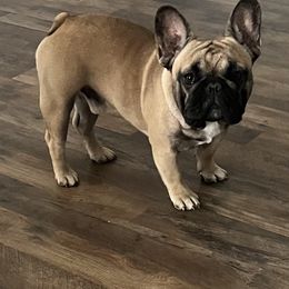 Ripley - French Bulldog