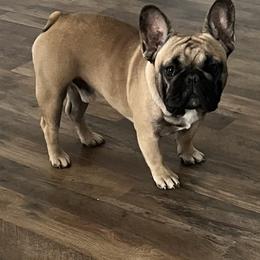 Ripley - French Bulldog