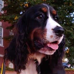Clara  - English Springer Spaniel