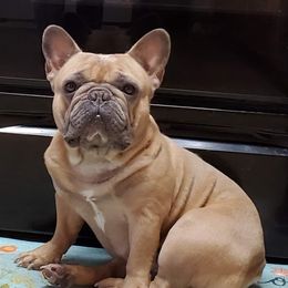 French Bulldogs from Razzmatazz Kennels