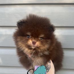 Prince Charming - 3500.00 dollars - Chocolate and tan male Pomeranian puppy in Perry County, Ohio from Speechless Pom’s