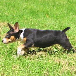 Rat Terrier Puppies from Walnut Acre Decker Terrier and ODT
