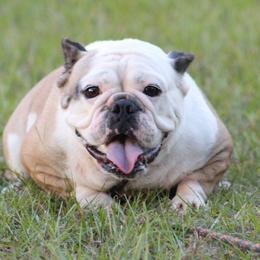 American Bulldog, French Bulldog, and Shorty Bull All Grown Up from Bingham's Bulldogs LLC