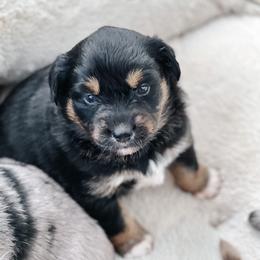Australian Shepherd Puppies from Ember Aussies NJ/NY/PA