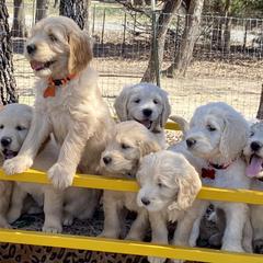 Goldendoodles from Dana's Goldendoodles