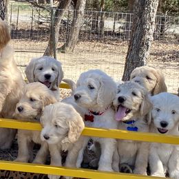 Goldendoodles from Dana's Goldendoodles