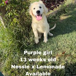 Purple boy - Light golden male Golden Retriever puppy in Knoxville, Tennessee from Autumn Lane Goldens