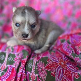Rye - Merle female Pomsky puppy in Mc Callsburg, Iowa from SZ Rolling Acres LLC