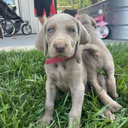 Nala (dark pink) - Silver gray female Weimaraner puppy in Granite Falls, North Carolina from Pups and Pastures- Weimaraners
