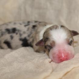 BOO - Blue merle male Australian Shepherd puppy in Star City, Arkansas from Blush & Lace Aussie Co.