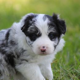 Merle boy 3 - Blue merle male Border Collie puppy in Tylertown, Mississippi from Cool Meadow Farms