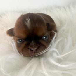Vixen - Chocolate and tan male Shih Tzu puppy in Connersville, Indiana from Anna’s Farmhouse Shihtzus