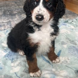 Bernedoodle Puppies from East Coast Bernedoodles