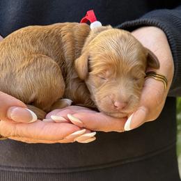 Goldie - Caramel female Australian Labradoodle puppy in Morgan Hill, California from Loving Labradoodles