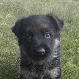 Vader - Black and red male German Shepherd puppy in Graham, Washington from Wildeflecken Shepherds
