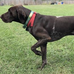 German Shorthaired Pointers from Glen Allen Kennels