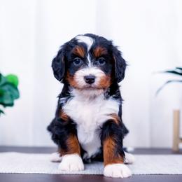 Briar - Tri-color female Bernedoodle puppy in Arthur, Illinois from Central Illinois Bernedoodles