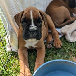 Boy 6 - Boxer puppy from Vista Hill Boxers