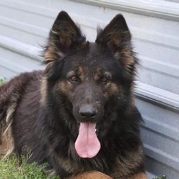 German Shepherds from A True Treasure