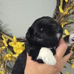 Birdie - Black and silver female Miniature Schnauzer puppy in Hertford, North Carolina from Little Bug Schnauzers