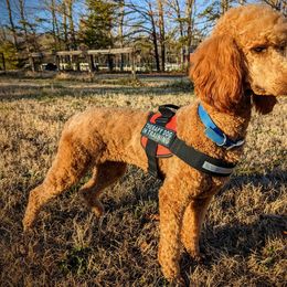 Peace Litter - Poodle