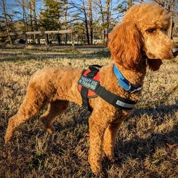 Peace Litter - Poodle