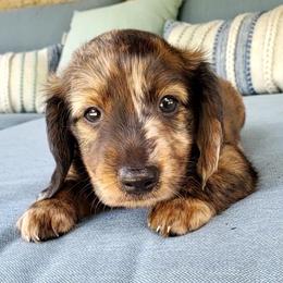 Arthur - Chocolate and tan male Dachshund puppy in Aiken, South Carolina from Ming's Mongols